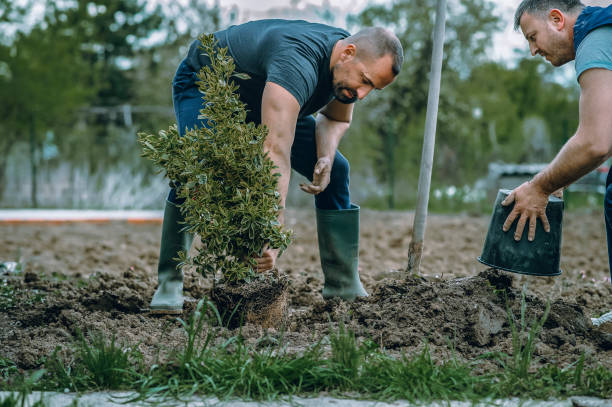 Mulching Services